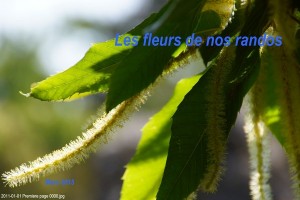 Les fleurs de nos randos