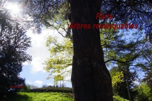 2016-04-10 Paris - Arbres remarquables
