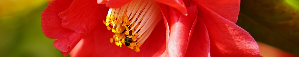Une rose et une abeille le 24/03/2024 !