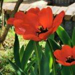 2021-03-31-Tulipe